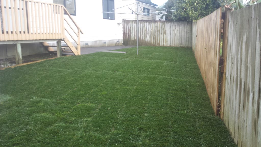 New lawn installation in Takapuna New Zealand