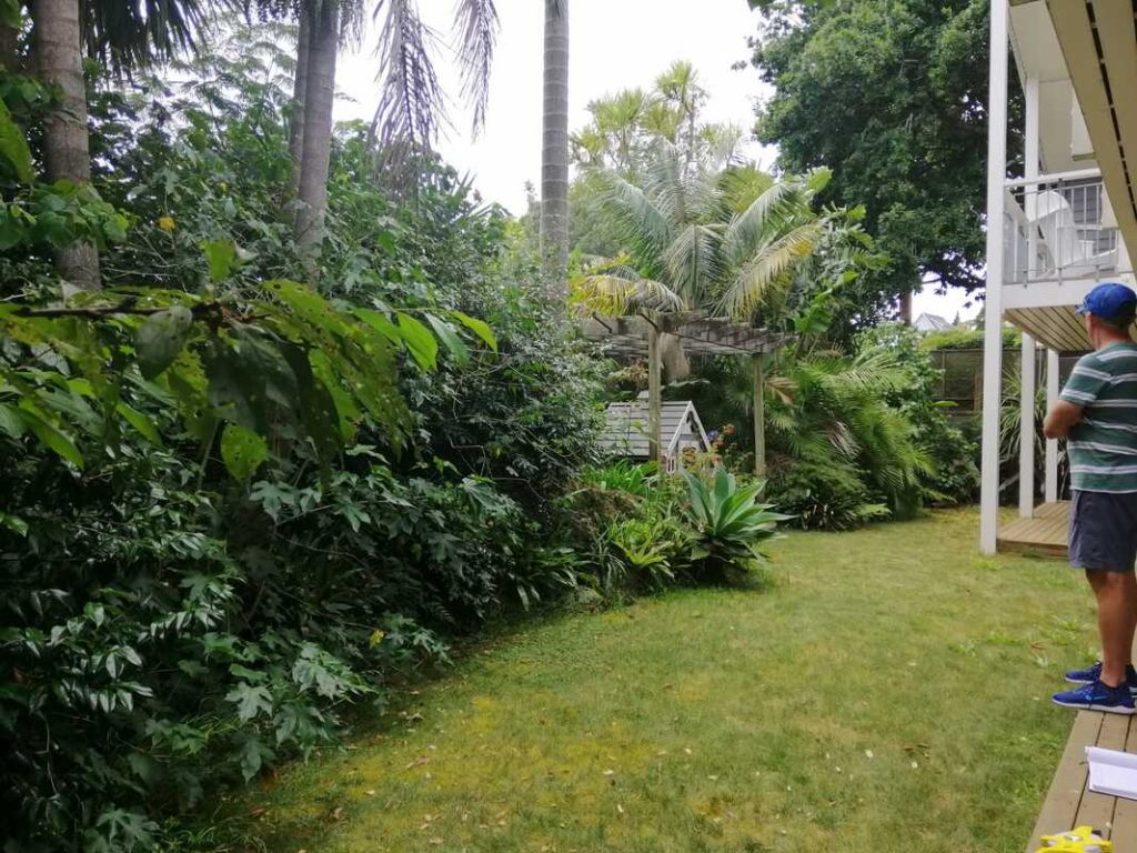 Overgrown tropical garden in Auckland